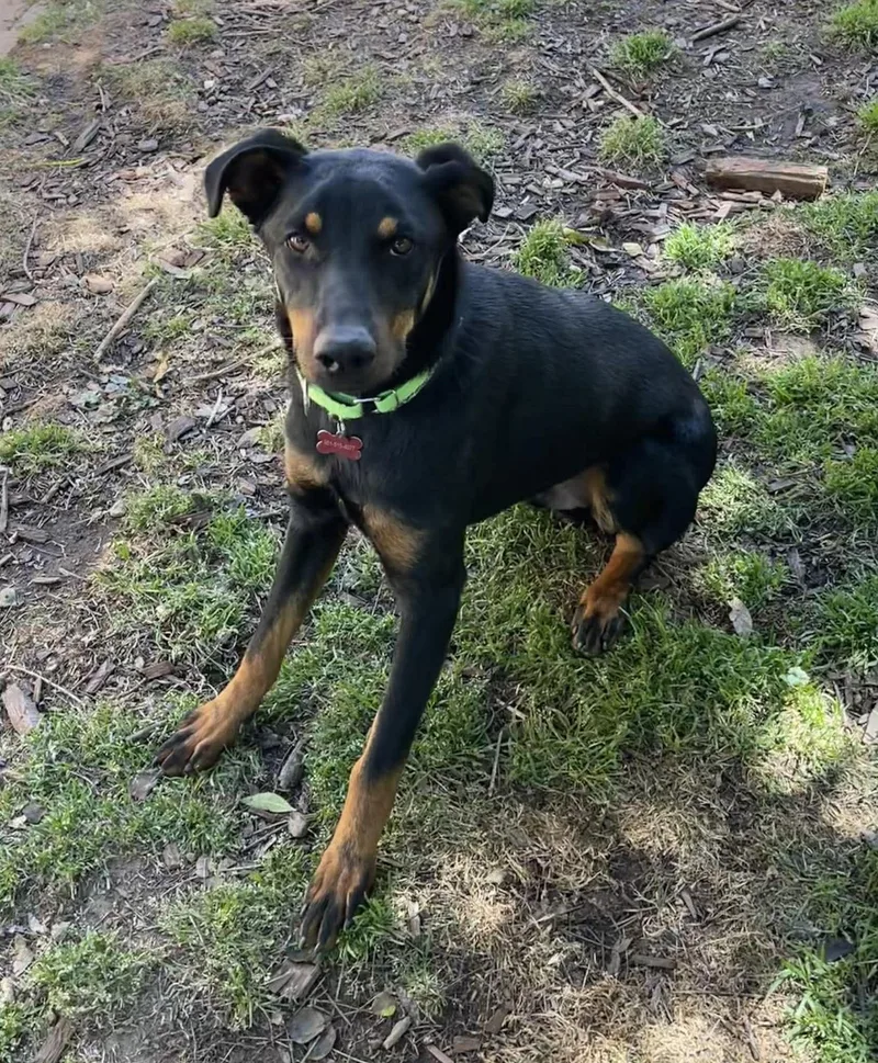A young medium-sized male Doberman Pinscher dog named Watermelon for adoption in Anza, CA