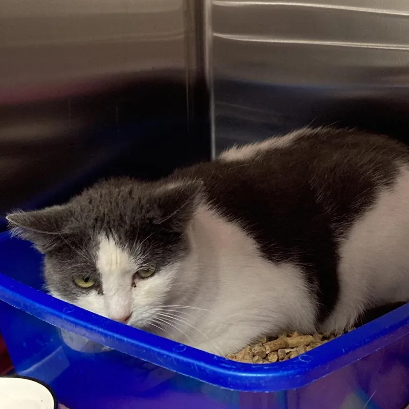 A senior small-sized female Gray / Blue / Silver Domestic Short Hair cat named Pelusa for adoption in Blue Ridge, GA