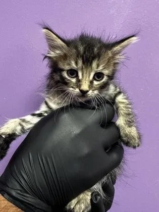 A baby small-sized female Brown / Chocolate Domestic Medium Hair cat named 60852298 for adoption in El Paso, TX