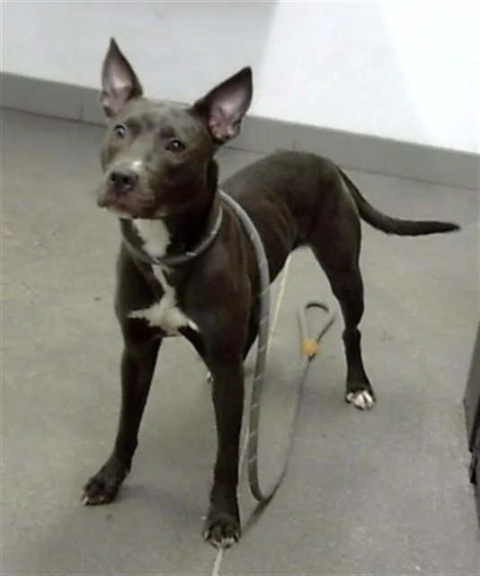 An adult large-sized female Pit Bull Terrier dog named Texaco for adoption in Mesa, AZ