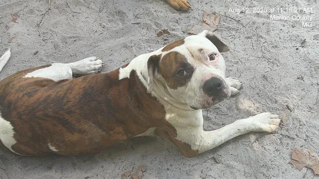 A young medium-sized male Pit Bull Terrier dog named Bo for adoption in Ocala, FL