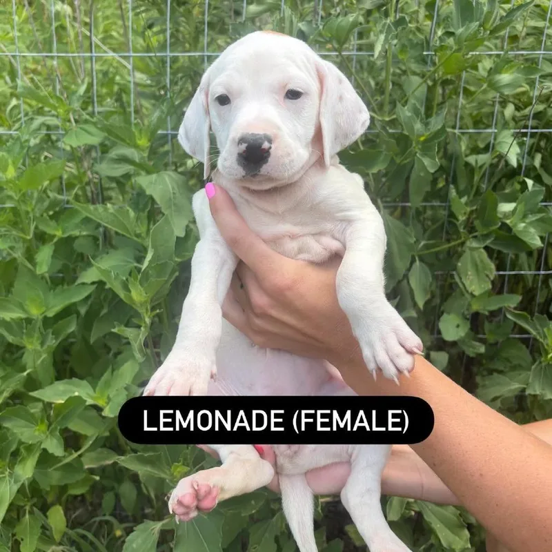 A baby small-sized female White / Cream Hound dog named Lemonade for adoption in North Charleston, SC