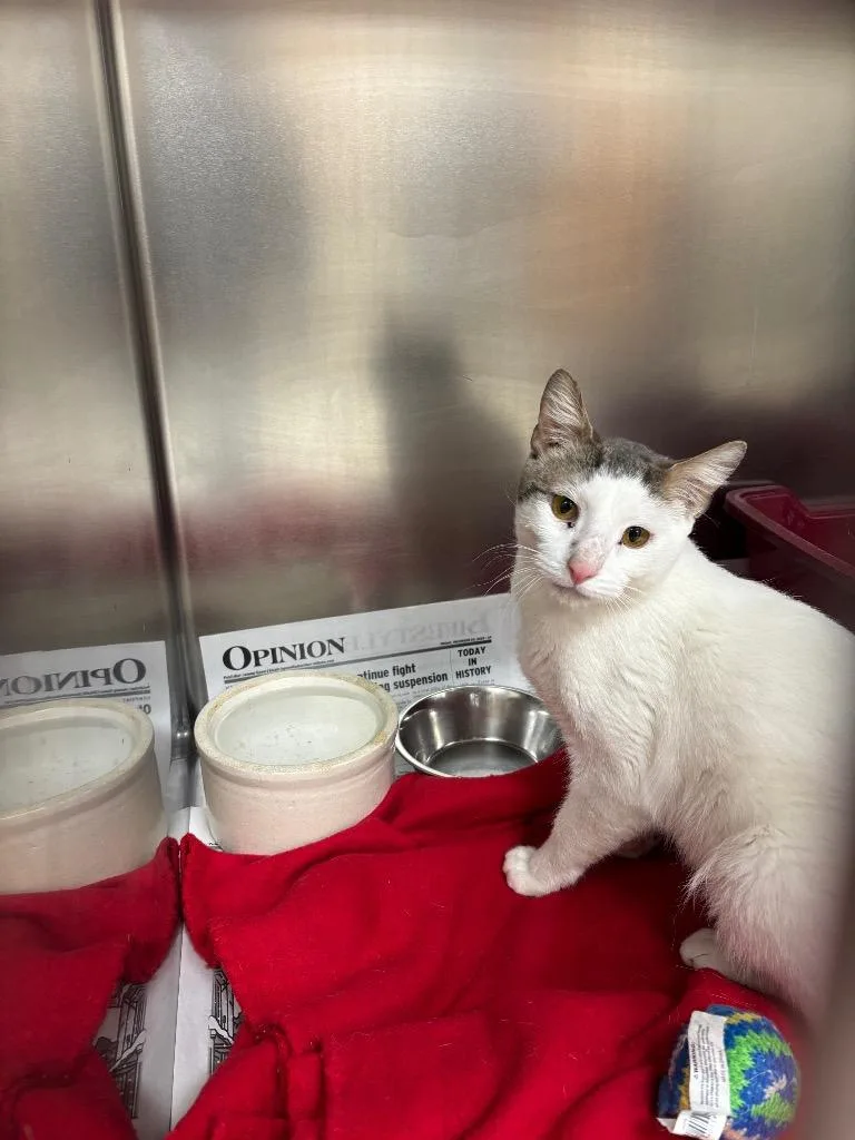 A young medium-sized male Domestic Short Hair cat named Wally for adoption in Findlay, OH