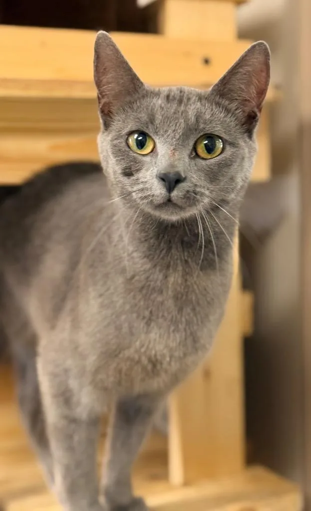 A young medium-sized female Domestic Short Hair cat named Elara for adoption in North Vernon, IN
