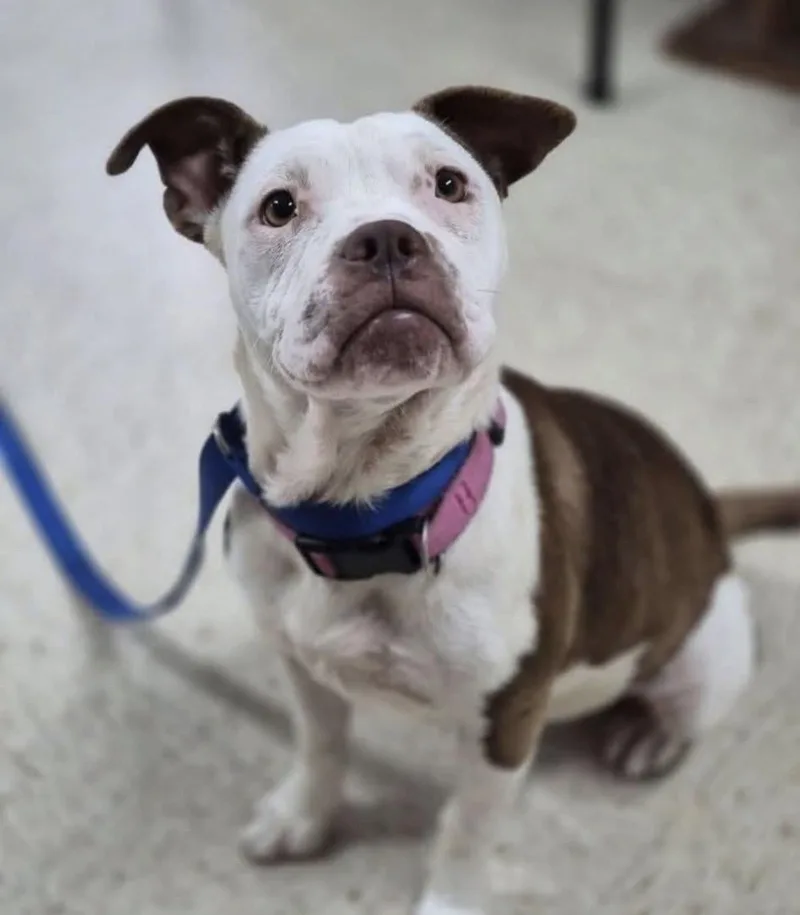 An adult medium-sized female White / Cream American Staffordshire Terrier dog named Monica for adoption in Watertown, CT