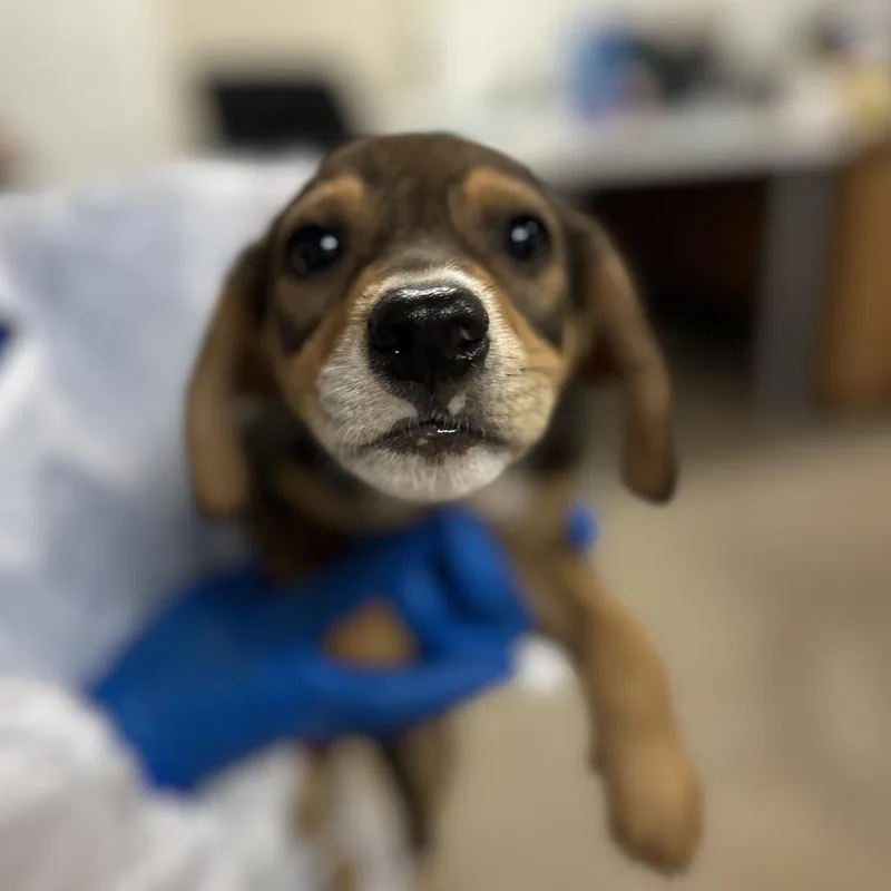Canelo