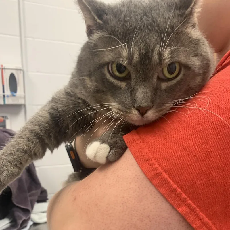 An adult extra large-sized male Gray / Blue / Silver Domestic Short Hair cat named Cheeseburger for adoption in West Palm Beach, FL