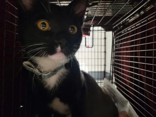 A young small-sized female Domestic Short Hair cat named Madame Jeanette for adoption in Los Angeles, CA