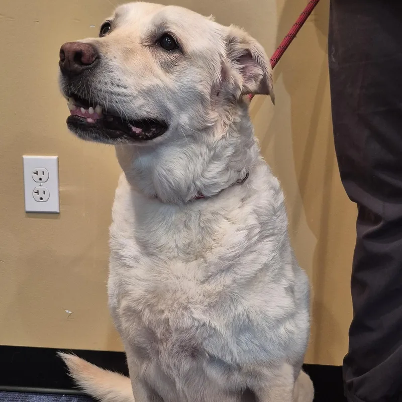A senior medium-sized female Yellow / Tan / Blond / Fawn Yellow Labrador Retriever dog named Honey for adoption in Tallahassee, FL