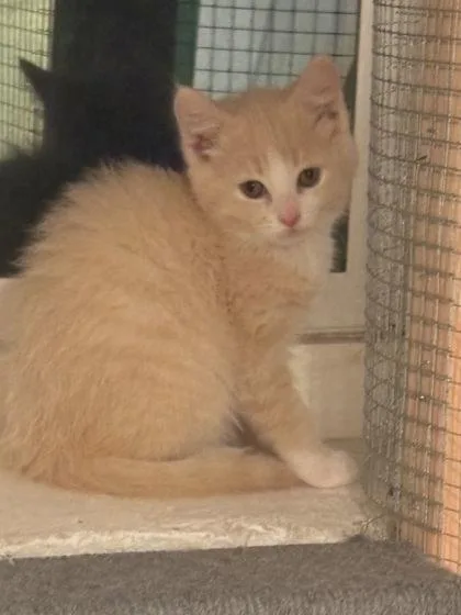 An adult small-sized male Domestic Short Hair cat named Rayne for adoption in Berwick, PA