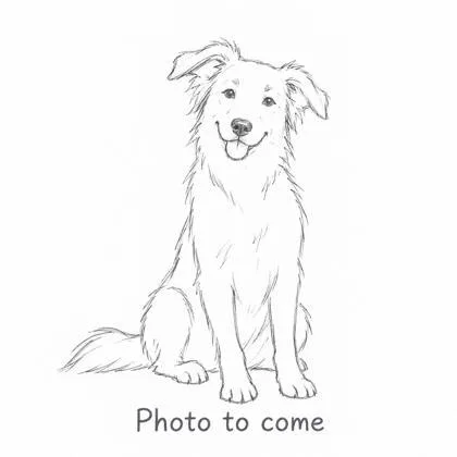 An adult medium-sized male Border Collie dog named Max for adoption in Gwinn, MI