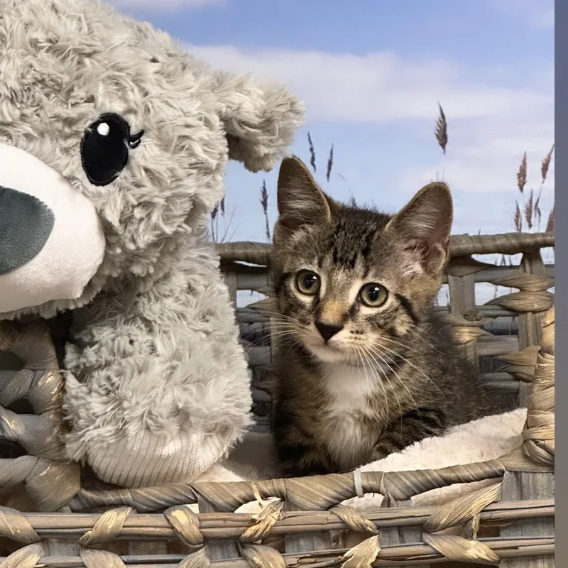 A young medium-sized male Tabby (Brown / Chocolate) Domestic Short Hair cat named Tito for adoption in Syosset, NY