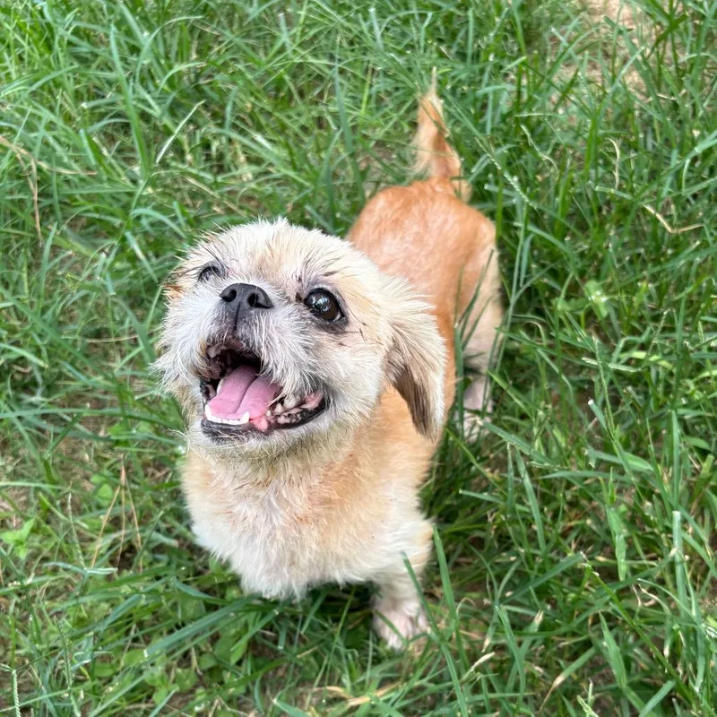 An adult small-sized female Yellow / Tan / Blond / Fawn Lhasa Apso dog named Betsy Lou for adoption in Houston, TX