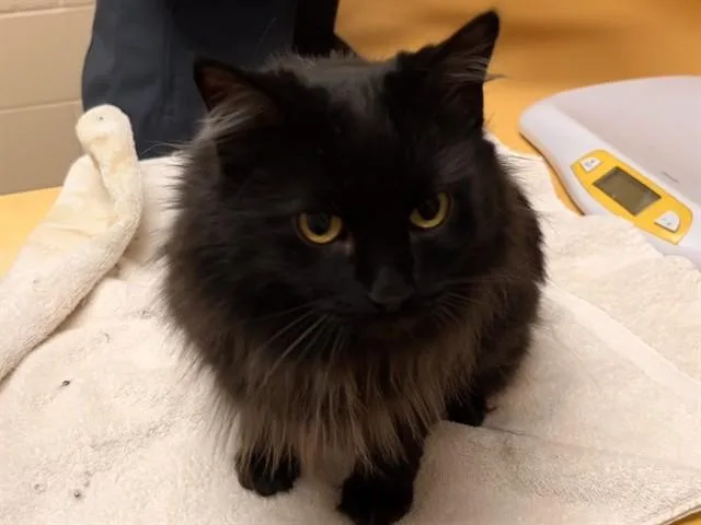 An adult medium-sized female Domestic Long Hair cat named Bumblebee for adoption in Colorado Springs, CO