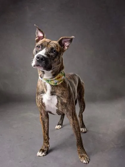 An adult medium-sized female Mixed Breed dog named Nene for adoption in Atlanta, GA