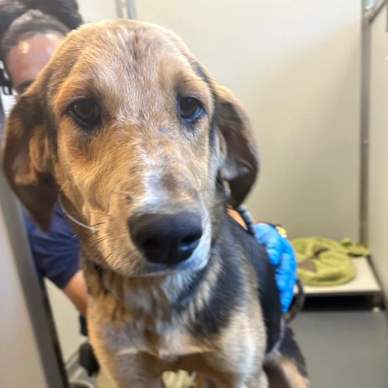 A young medium-sized male Yellow / Tan / Blond / Fawn Hound dog named Drake for adoption in Allentown, PA