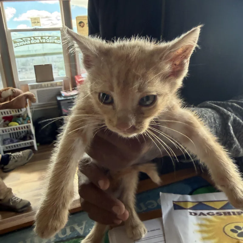 A baby small-sized male Domestic Short Hair cat named Duke for adoption in Deming, NM