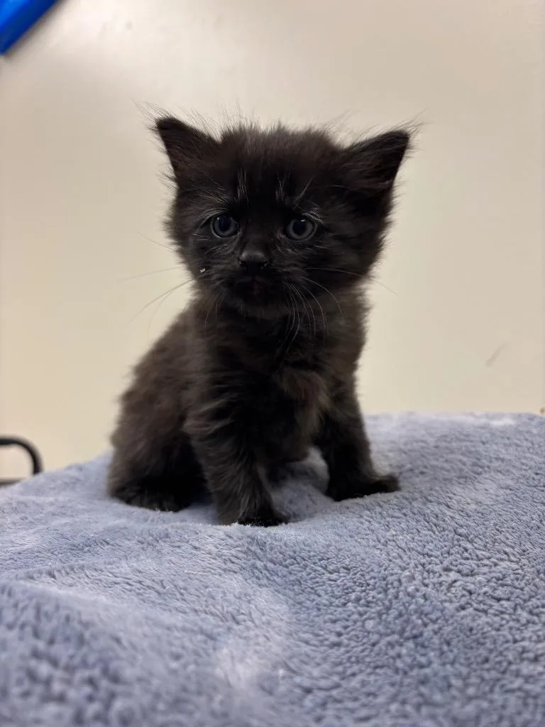 A baby small-sized female Domestic Short Hair cat named Salem for adoption in Liverpool, NY