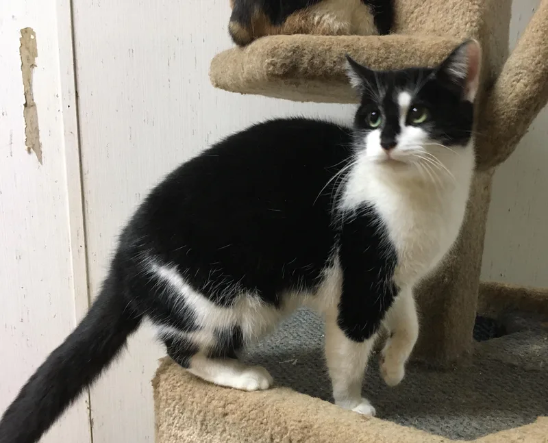 Cherokee thumbnail 3