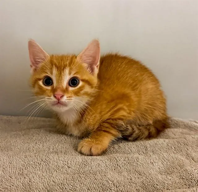 A baby small-sized male Domestic Short Hair cat named Jurney for adoption in Statesville, NC