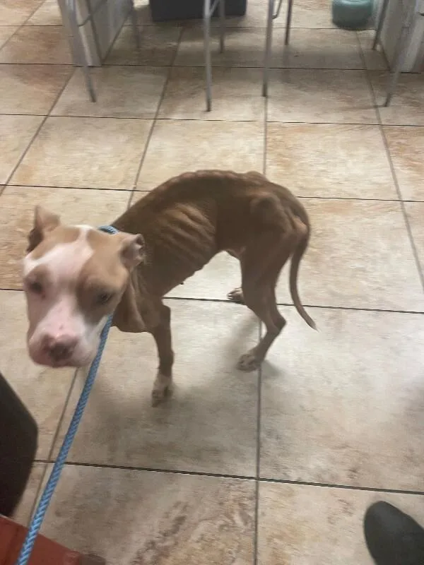 An adult medium-sized female Brown / Chocolate Mixed Breed dog named Pomegranate for adoption in Cincinnati, OH