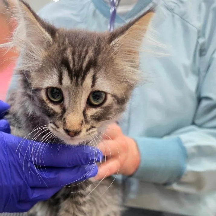 A baby small-sized female Domestic Long Hair cat named B Bailey for adoption in Centralia, WA