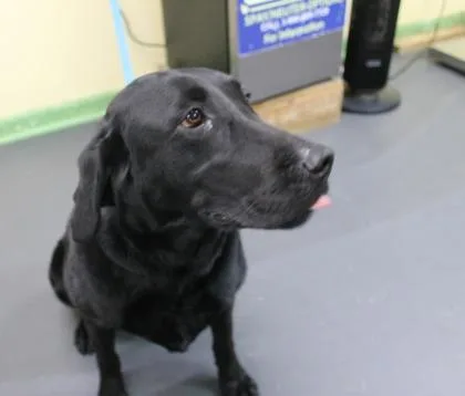 An adult large-sized male Labrador Retriever dog named Shadow for adoption in Picayune, MS