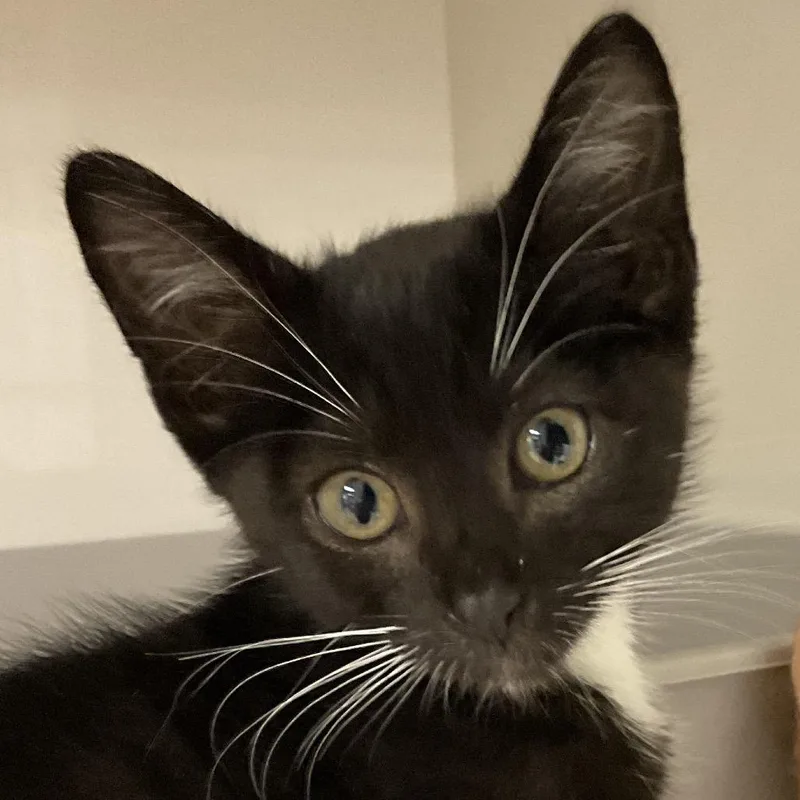 A baby small-sized male Black Domestic Short Hair cat named Niko for adoption in Redwood City, CA