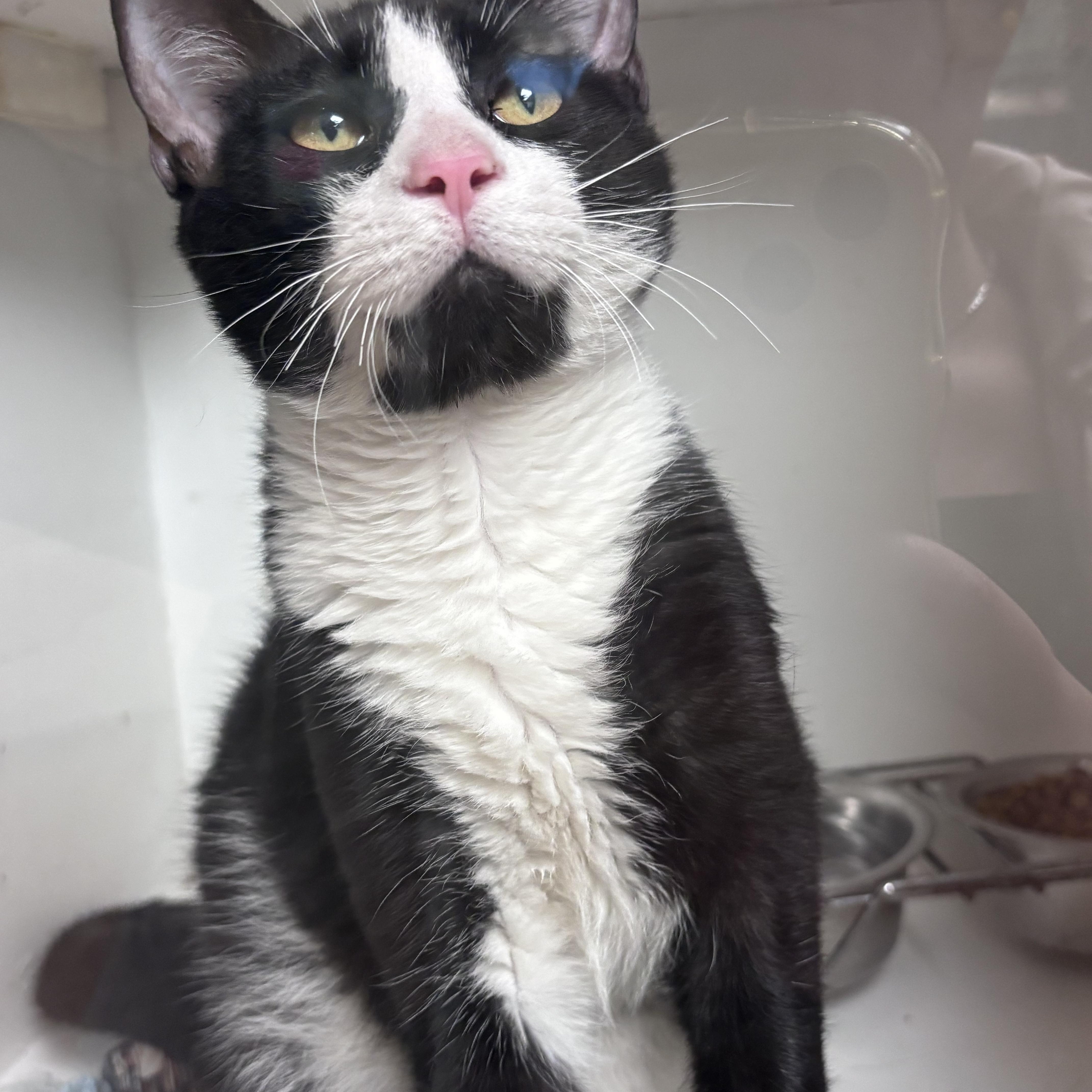 A young medium-sized male Domestic Short Hair cat named Felix for adoption in New Castle, IN