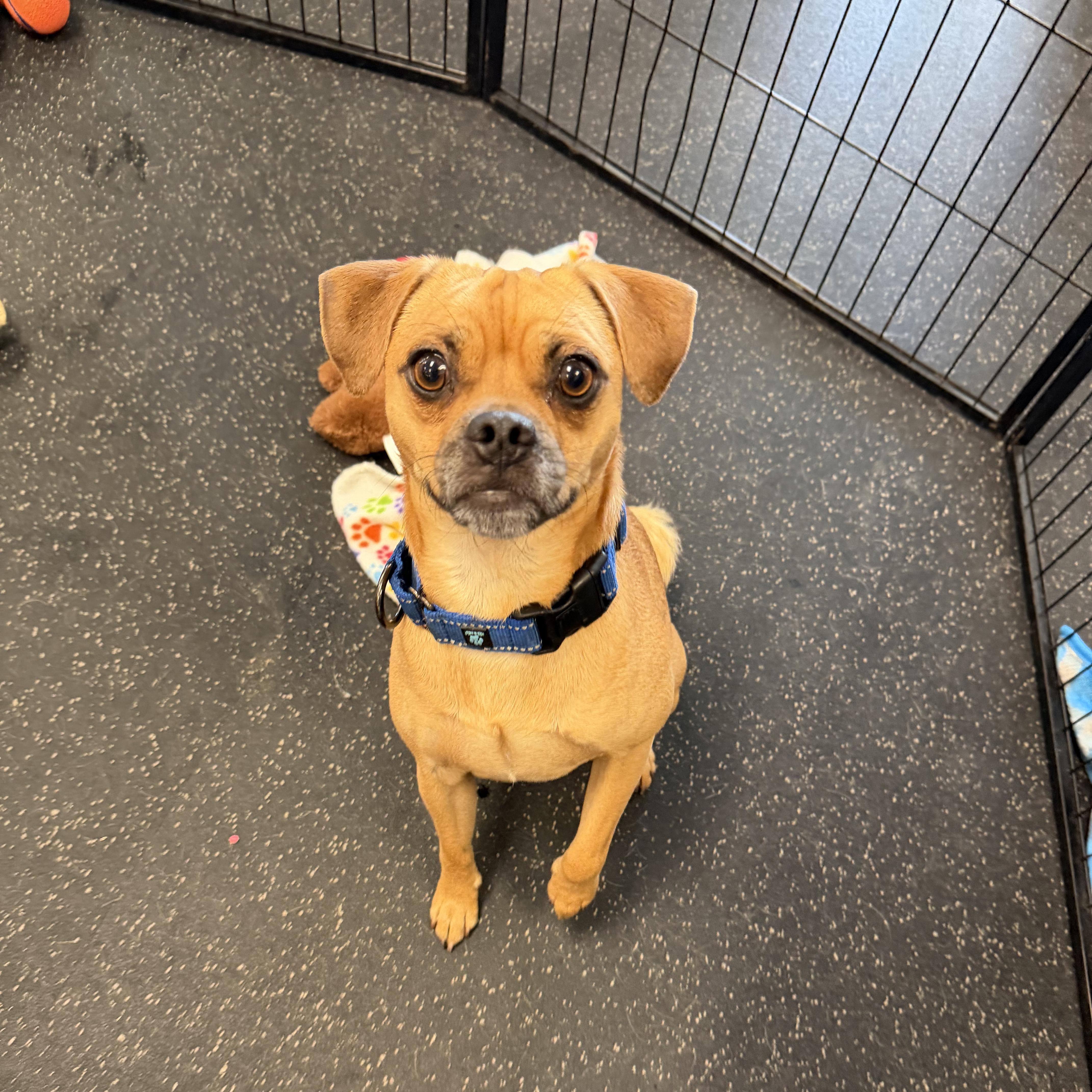 An adult small-sized male Pug dog named Manny for adoption in Portland, ME