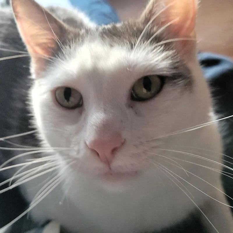 An adult small-sized male Domestic Short Hair cat named Lefty for adoption in Fairfax, VA