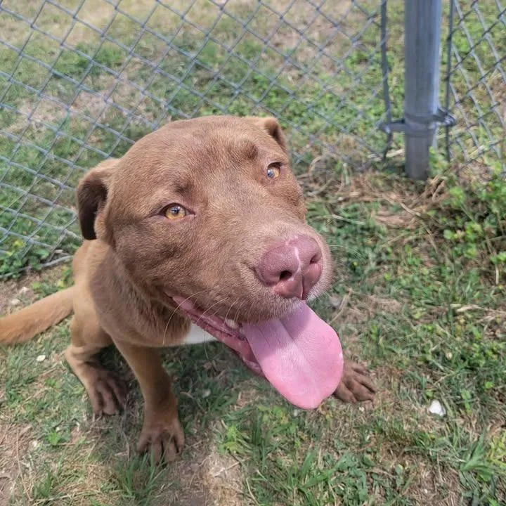An adult medium-sized male Brown / Chocolate Pit Bull Terrier dog named Farce for adoption in Beaumont, TX