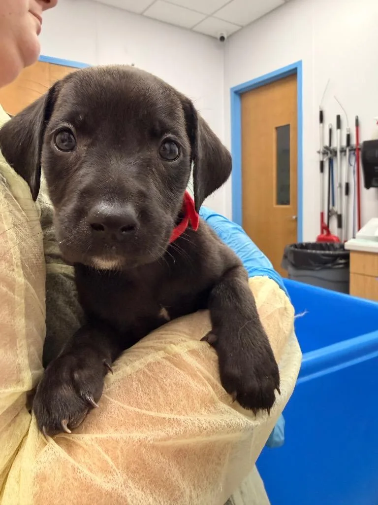 A baby small-sized female Labrador Retriever dog named Birdie for adoption in Hartsville, SC