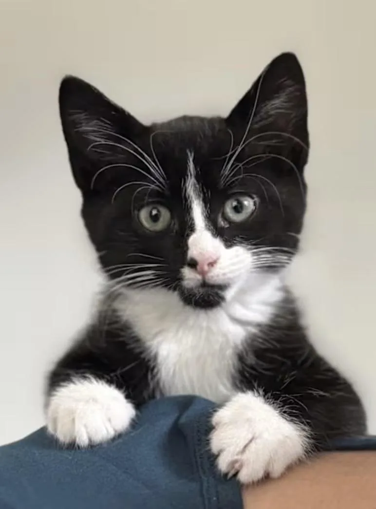 A baby medium-sized female Black & White / Tuxedo Domestic Short Hair cat named Shrimp for adoption in Greensboro, NC