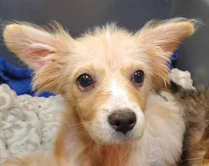 A young small-sized female Mixed Breed dog named Twinklefinger for adoption in Kansas City, MO