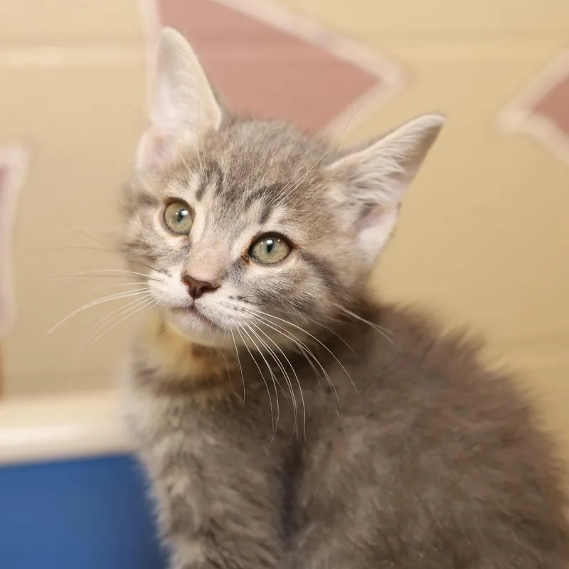 A baby small-sized female Gray / Blue / Silver Domestic Short Hair cat named Korma for adoption in Evansville, IN