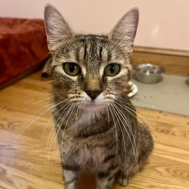 An adult medium-sized female Torbie Domestic Short Hair cat named Elote for adoption in Evanston, IL