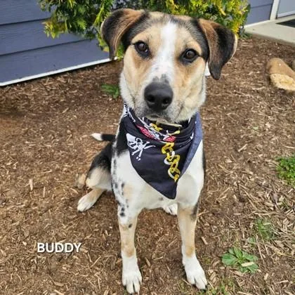 An adult large-sized male Mountain Cur dog named Buddy for adoption in Cincinnati, OH