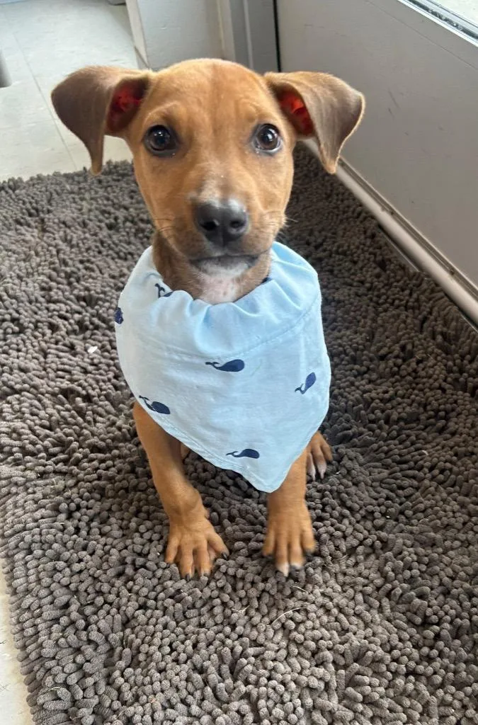 A baby medium-sized female Mixed Breed dog named Tatum for adoption in Denham Springs, LA