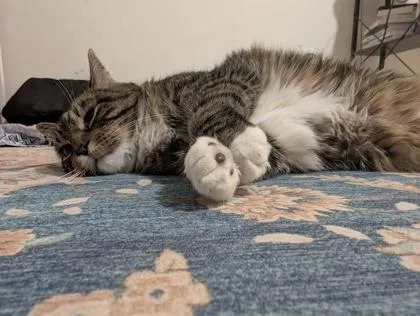 An adult large-sized female Domestic Short Hair cat named Annelle for adoption in Ringoes, NJ