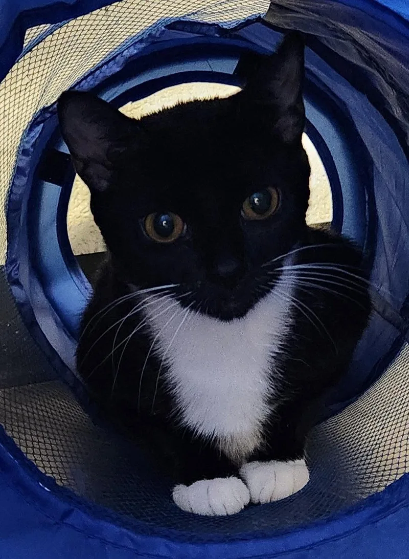 An adult medium-sized female Black & White / Tuxedo Domestic Short Hair cat named Harper for adoption in Herndon, VA