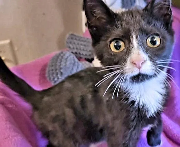 A baby medium-sized female Black & White / Tuxedo Domestic Short Hair cat named Gloria for adoption in Rutherfordton, NC
