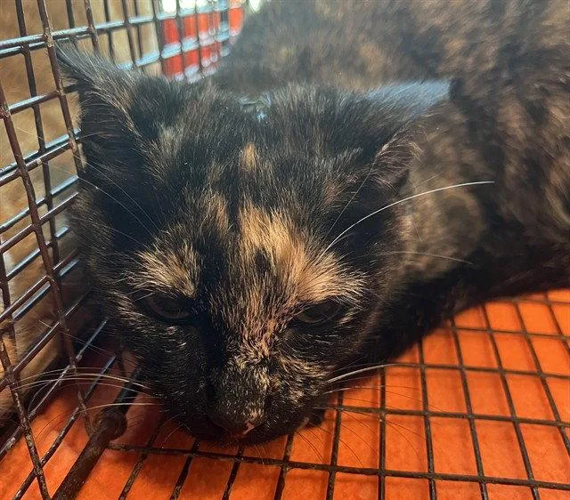 A young small-sized female Domestic Short Hair cat named Hilda for adoption in Tavares, FL
