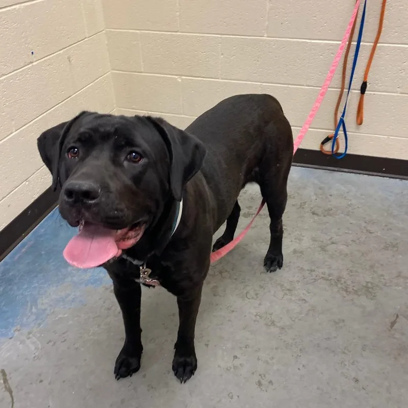 An adult large-sized female Black Mixed Breed dog named Dior for adoption in Memphis, TN