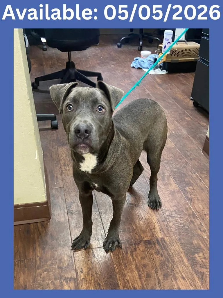 A baby large-sized male Staffordshire Bull Terrier dog named Dog Kennel for adoption in Greenville, TX