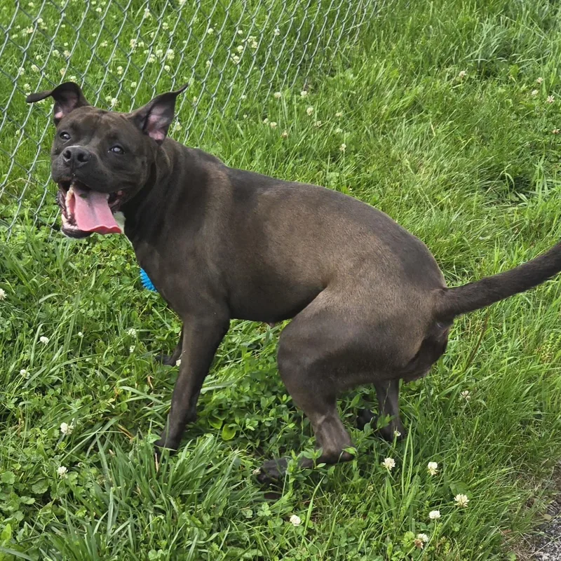 An adult medium-sized female Black Pit Bull Terrier dog named Liberty for adoption in Xenia , OH