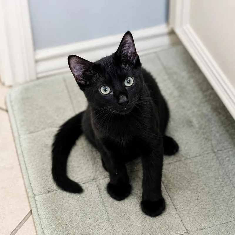 A baby medium-sized male Black Domestic Short Hair cat named Burger for adoption in Houston, TX