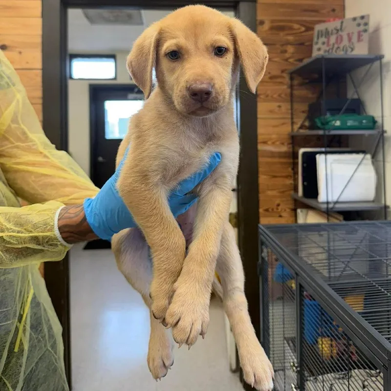 A baby medium-sized female Brown / Chocolate Shepherd dog named Jodie for adoption in Bastrop, TX