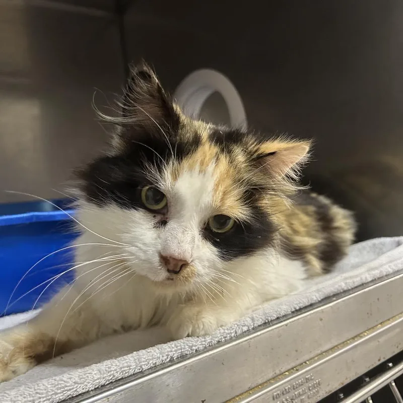 A senior medium-sized female Calico Domestic Medium Hair cat named Aleesa for adoption in West Olive, MI