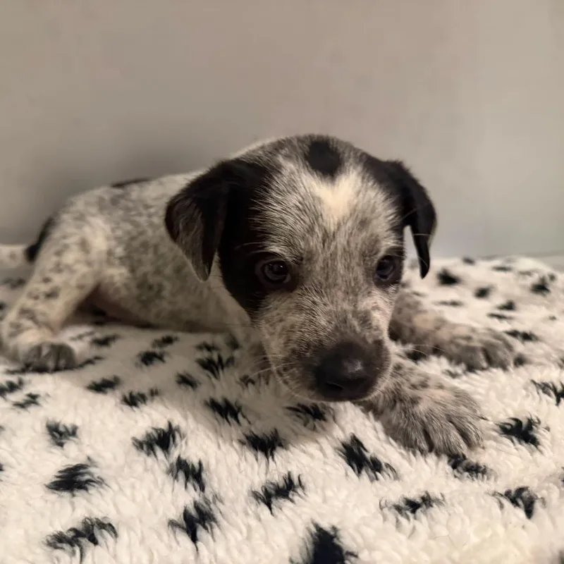 A baby small-sized male Black Mixed Breed dog named Hatteras for adoption in Rockville, MD